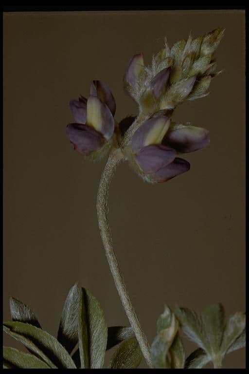 Donner See Lupine 2