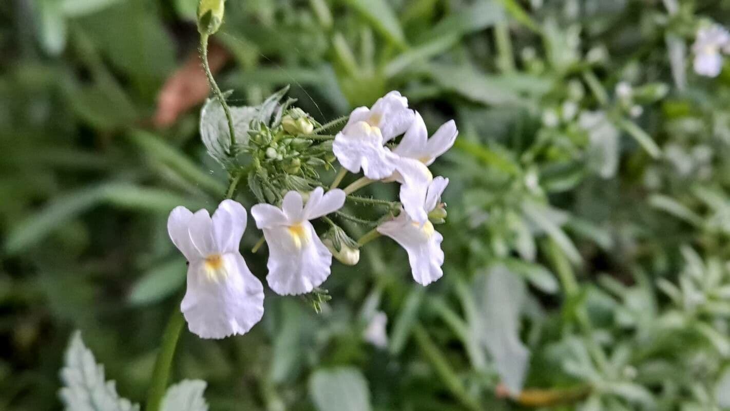 Nemesia denticolata
