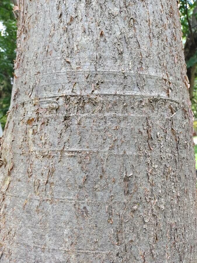 Amburana 5