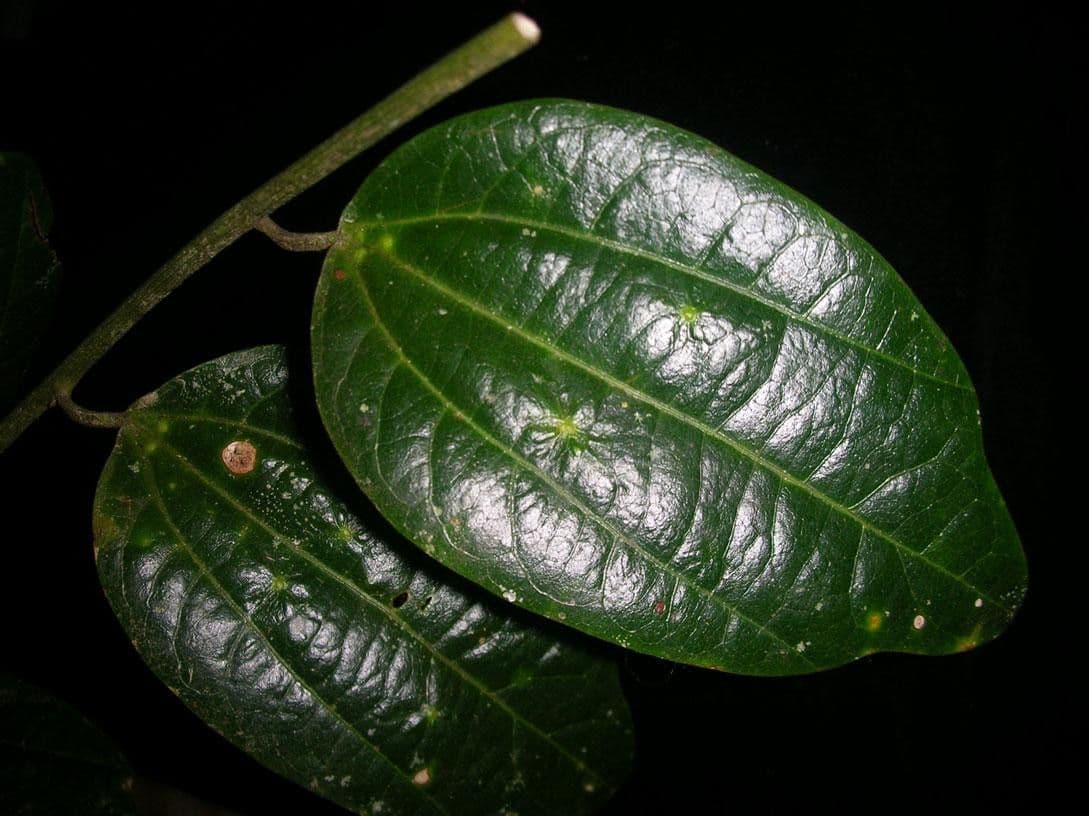 Passiflora 12