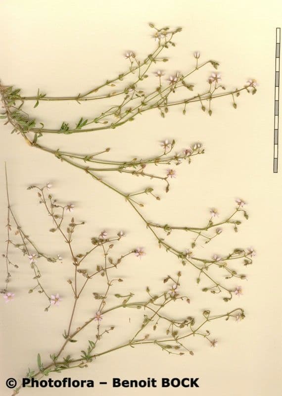 Rhodalsine 19