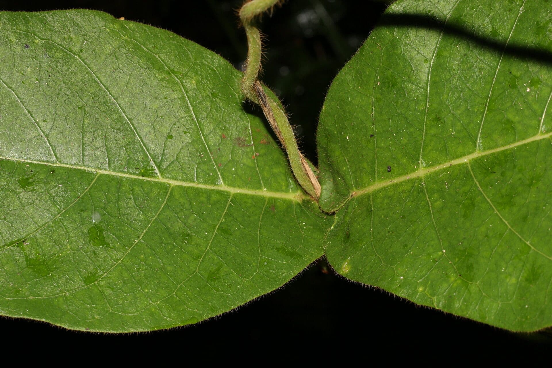 Macroscepis 15