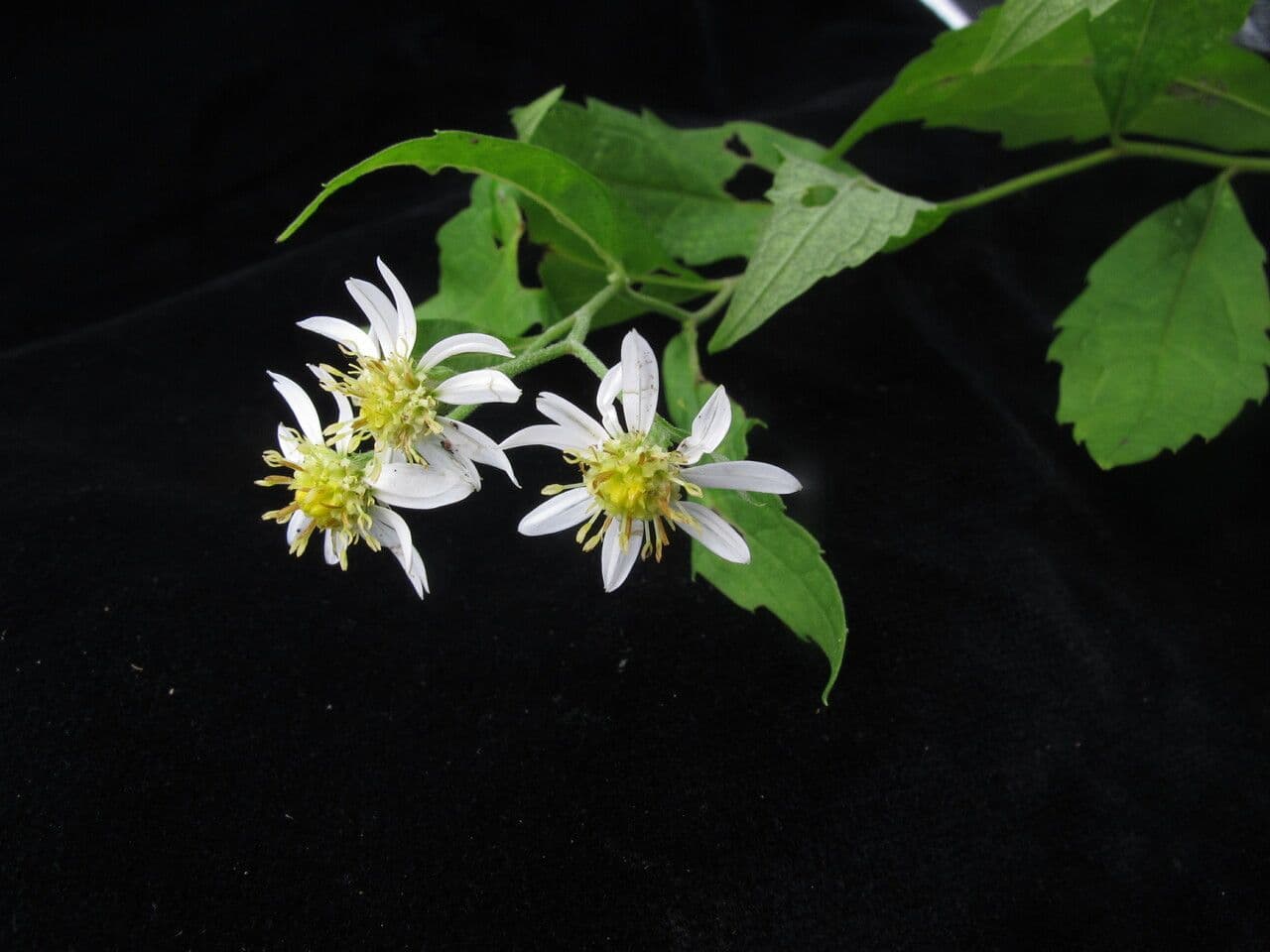 Aster ageratoides 8