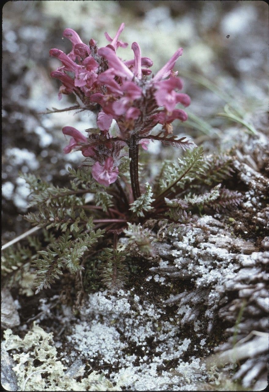 Pedicularis rosea 6
