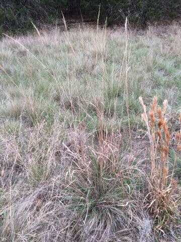Sorghastrum nutans 11