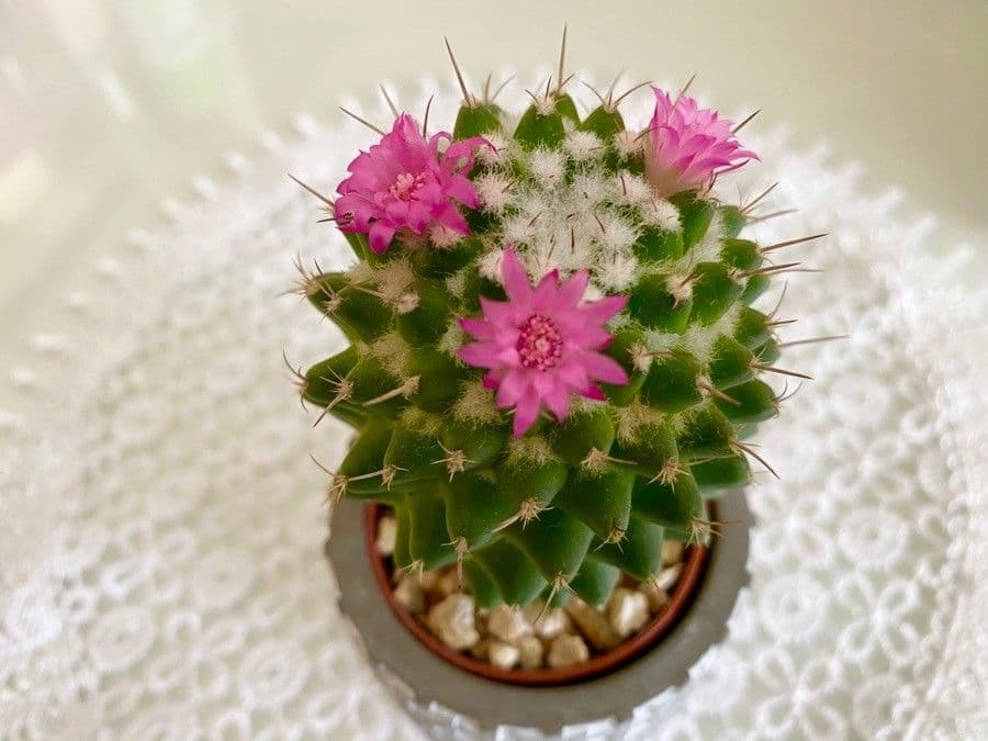 Mammillaria 7