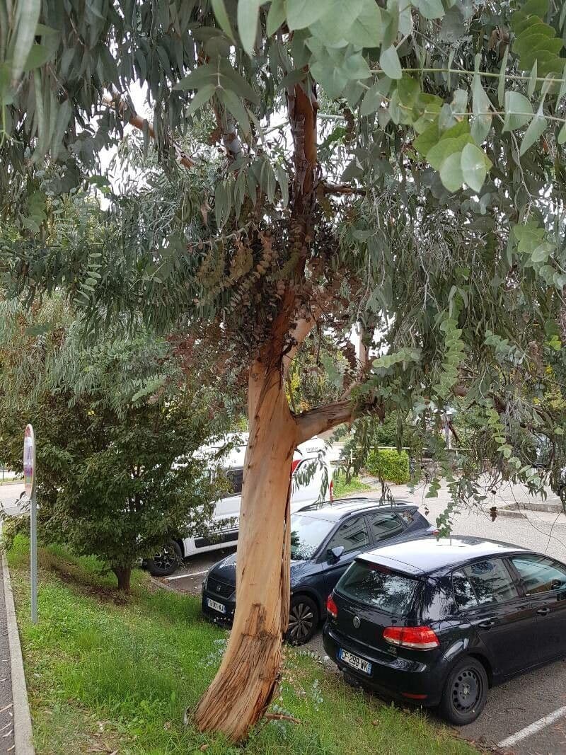 Blauer Eukalyptus 15