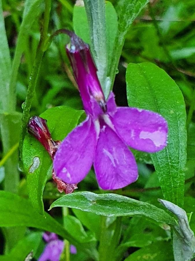 Lobelia 5