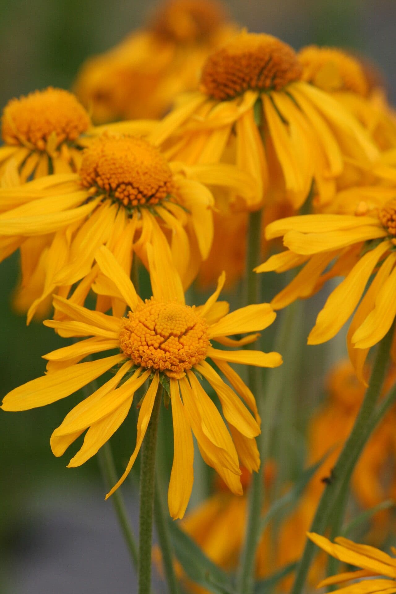 Hymenoxys