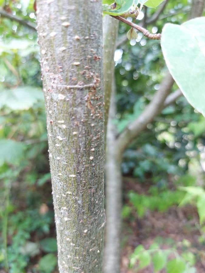 Cotoneaster 24