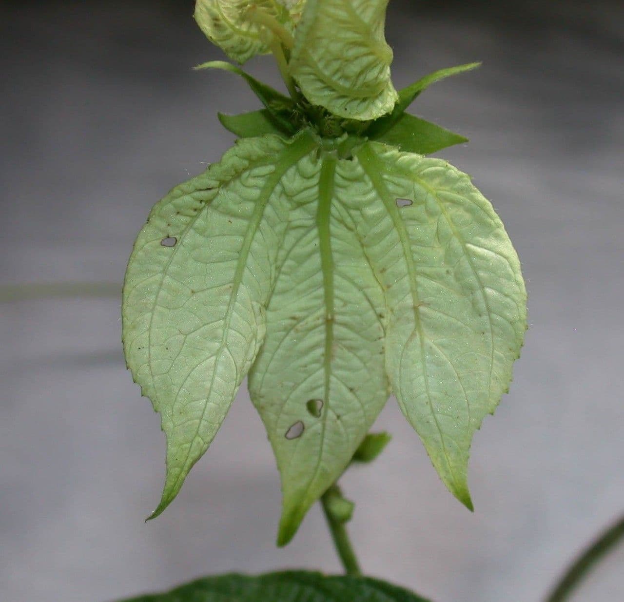 Dalechampia 9