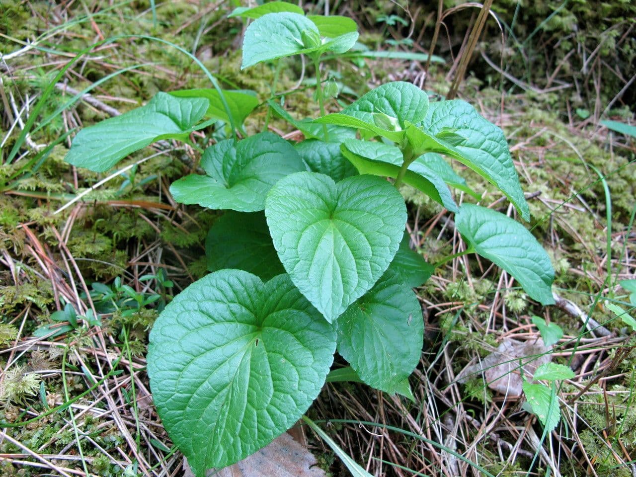 Viola mirabile 15