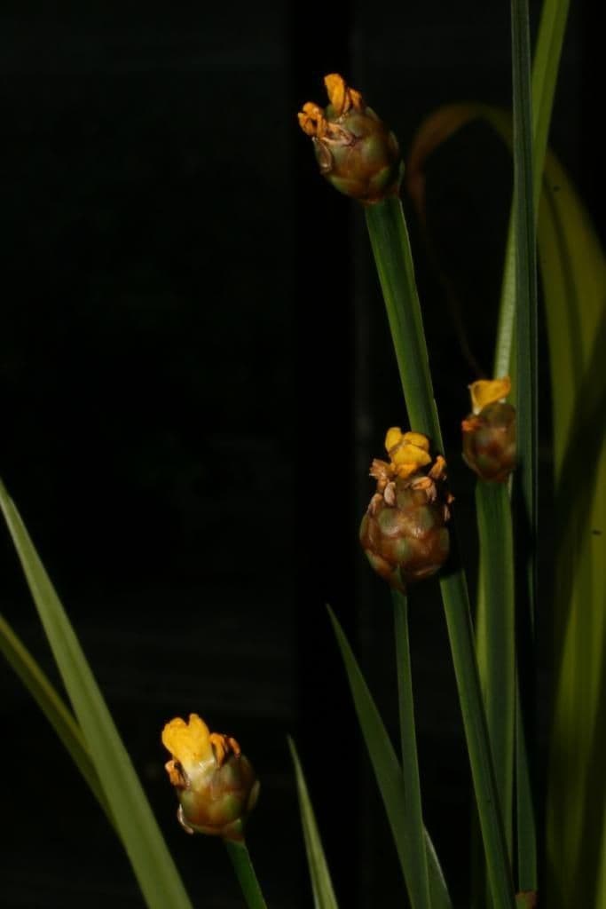 Xyris tennesseensis 6