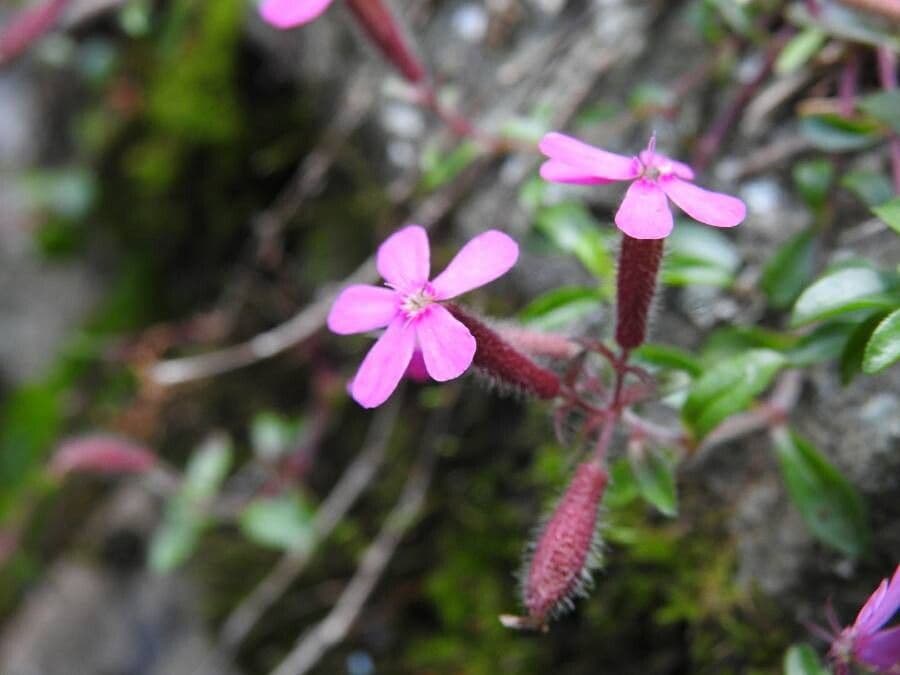 Saponaria rossa 14