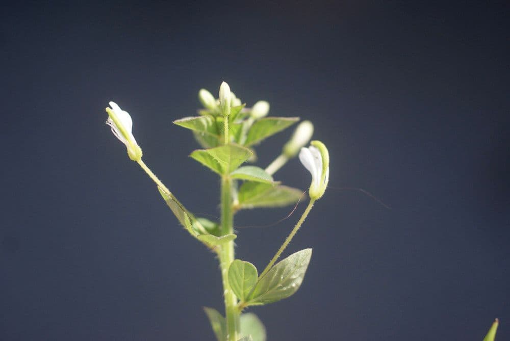 Fiore ragno spinoso 18