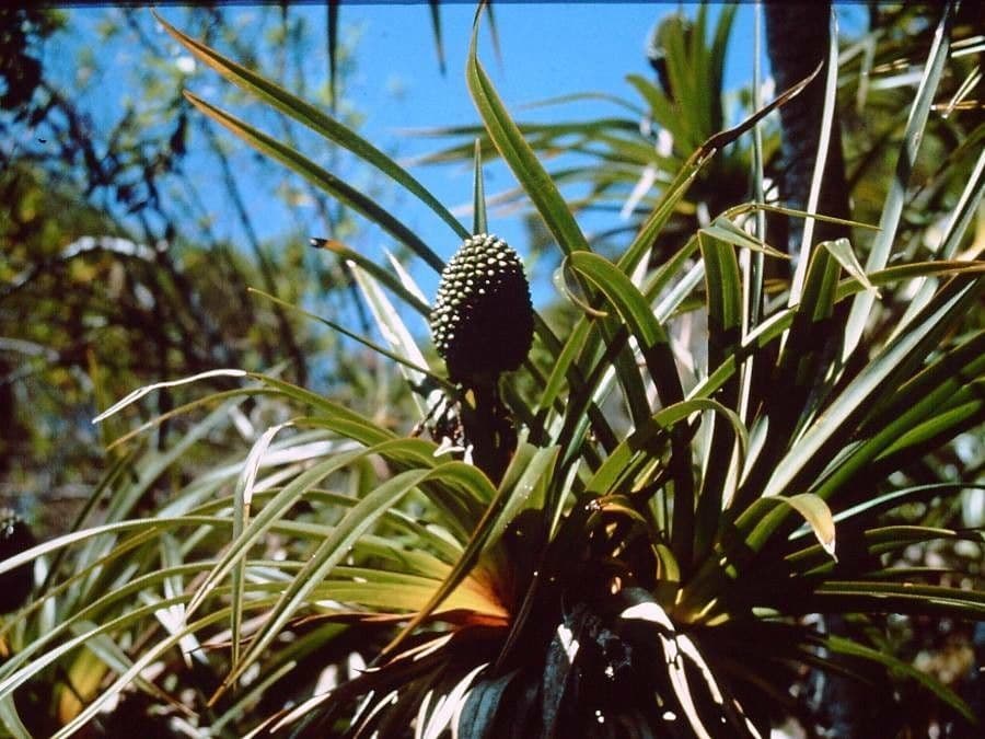 Pandanus 10
