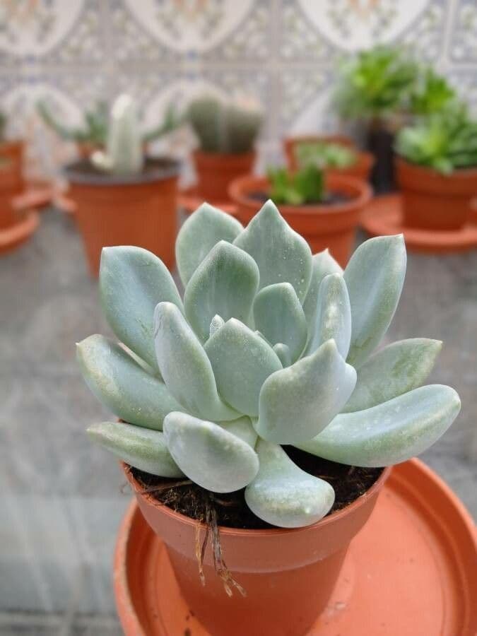 Echeveria elegante 3