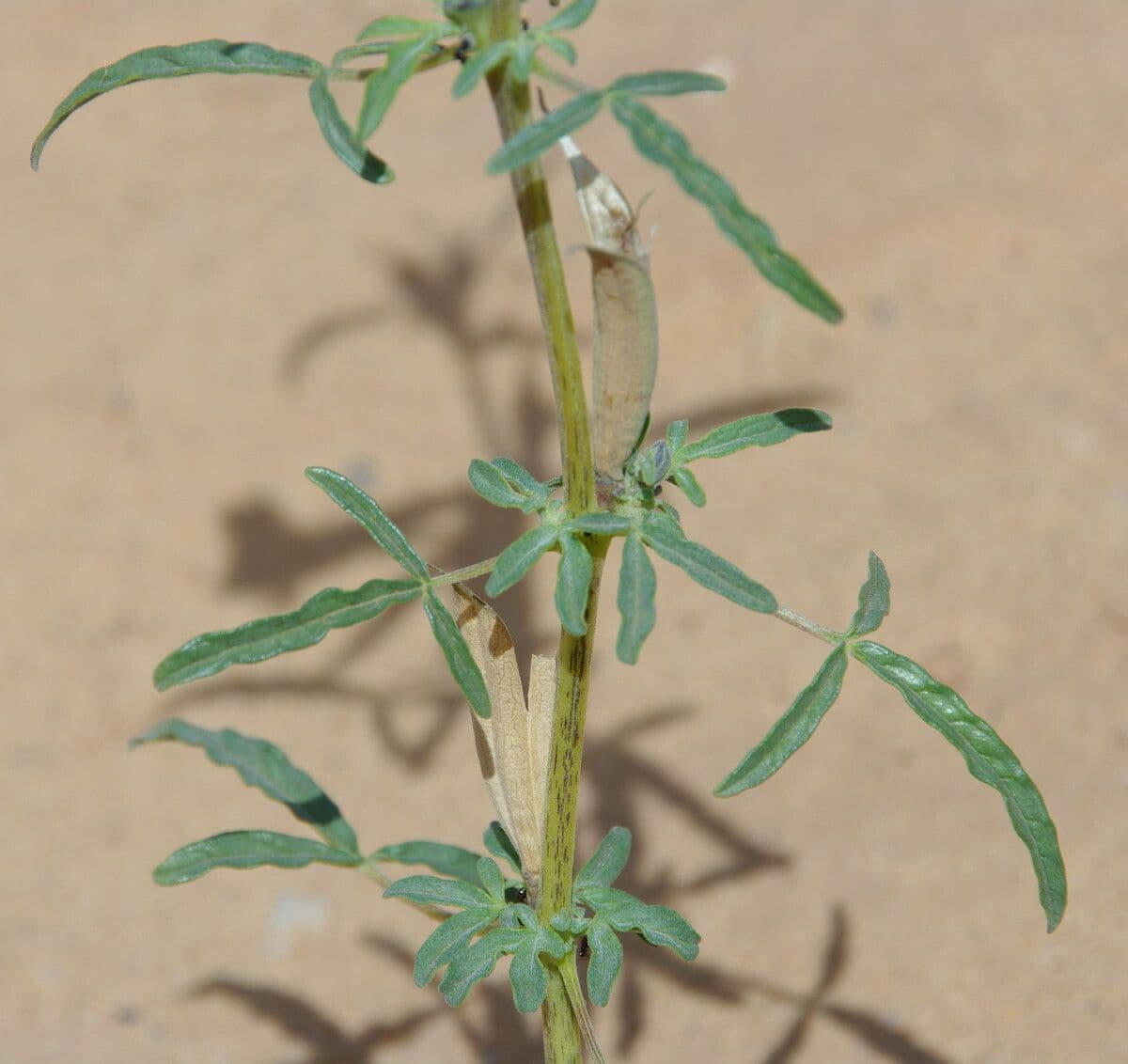 Sesamo alato 20