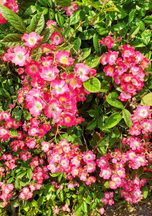 Wein-Rose 9
