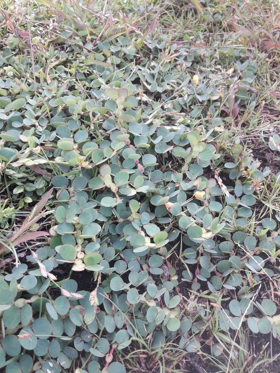 Cassia diphylla 15