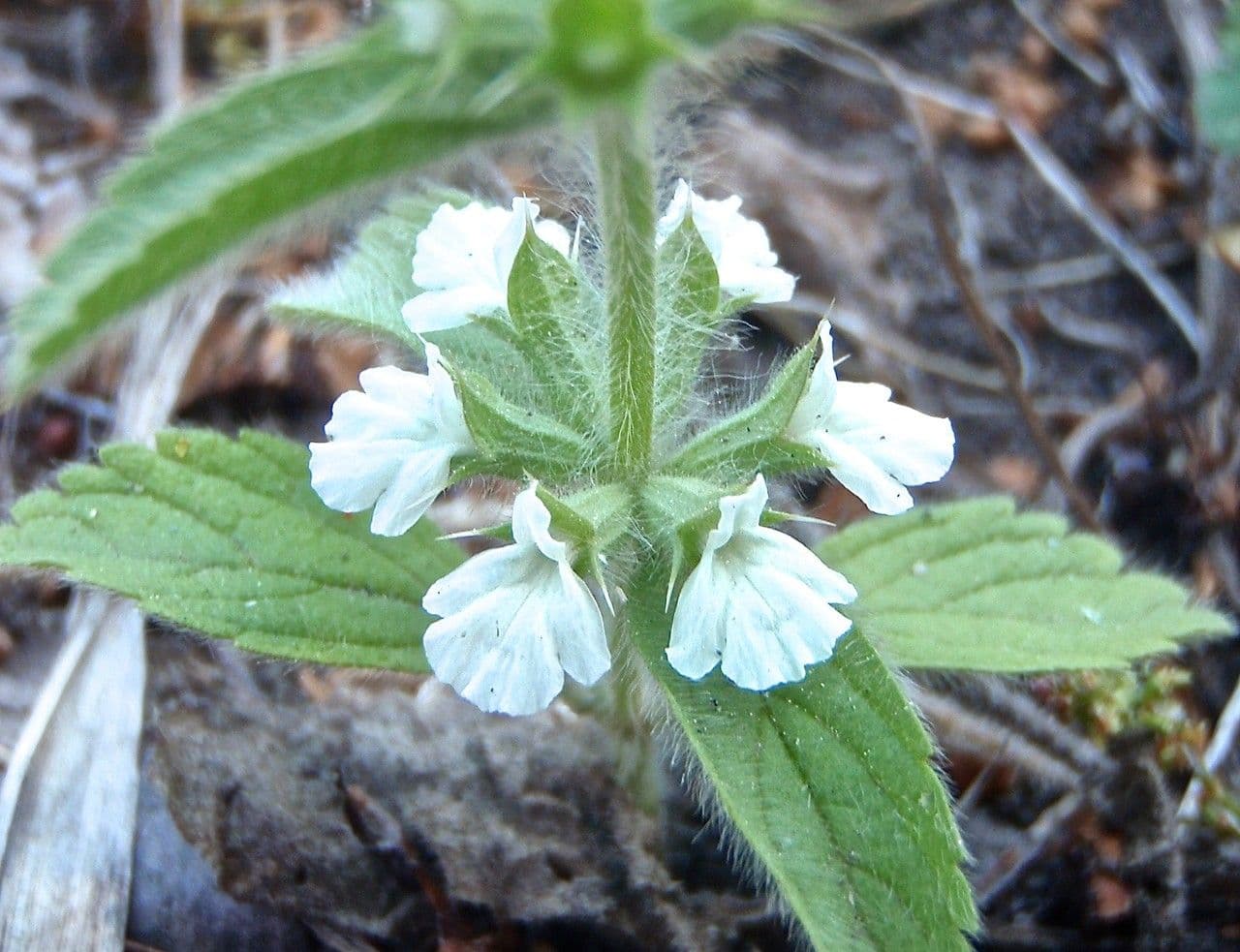 Sideritis romana 4