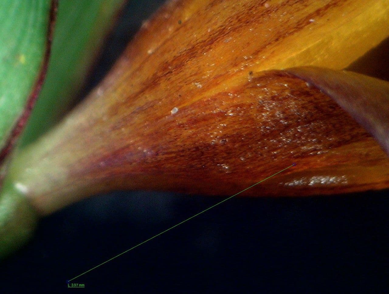 Romulea bulbocodium 20