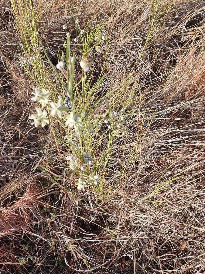 Gomphocarpus 12