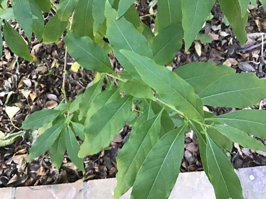 Cestrum 18