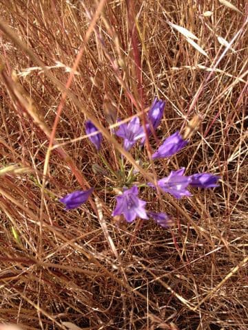 Triteleia laxa 9