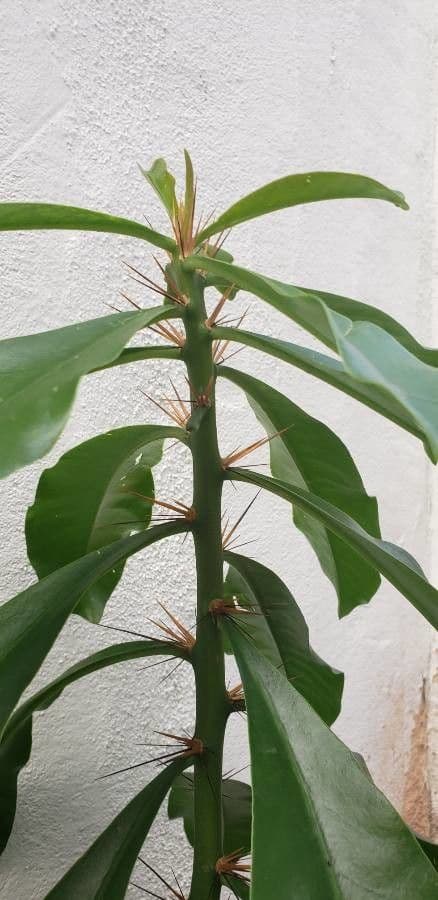 Cactus rosa 25