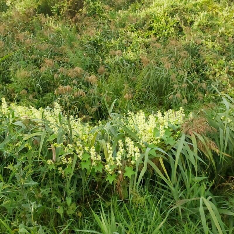 Zucca spinosa 16