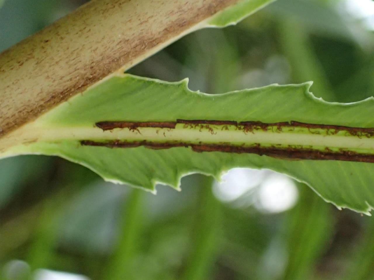 Blechnum 12