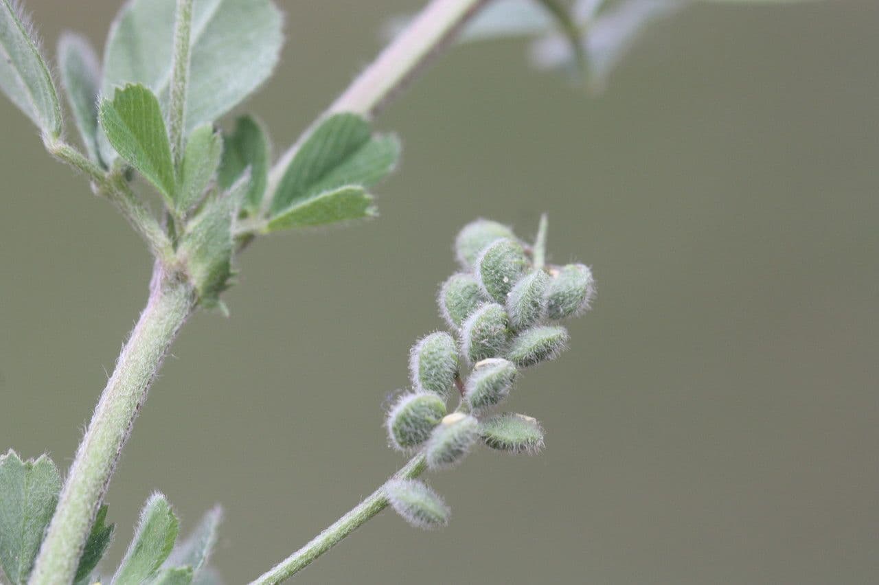 Medicago 12