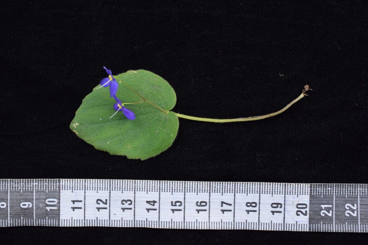 Platystemma 2