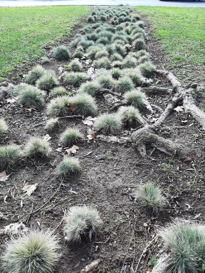 Festuca blu 27