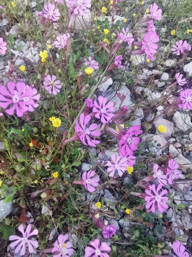 Silene 15