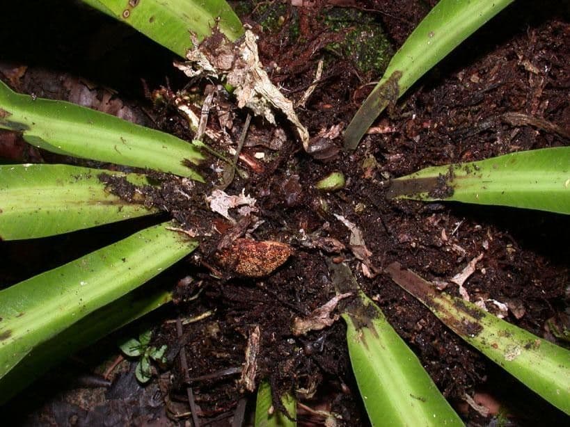 Asplenium serratum 17