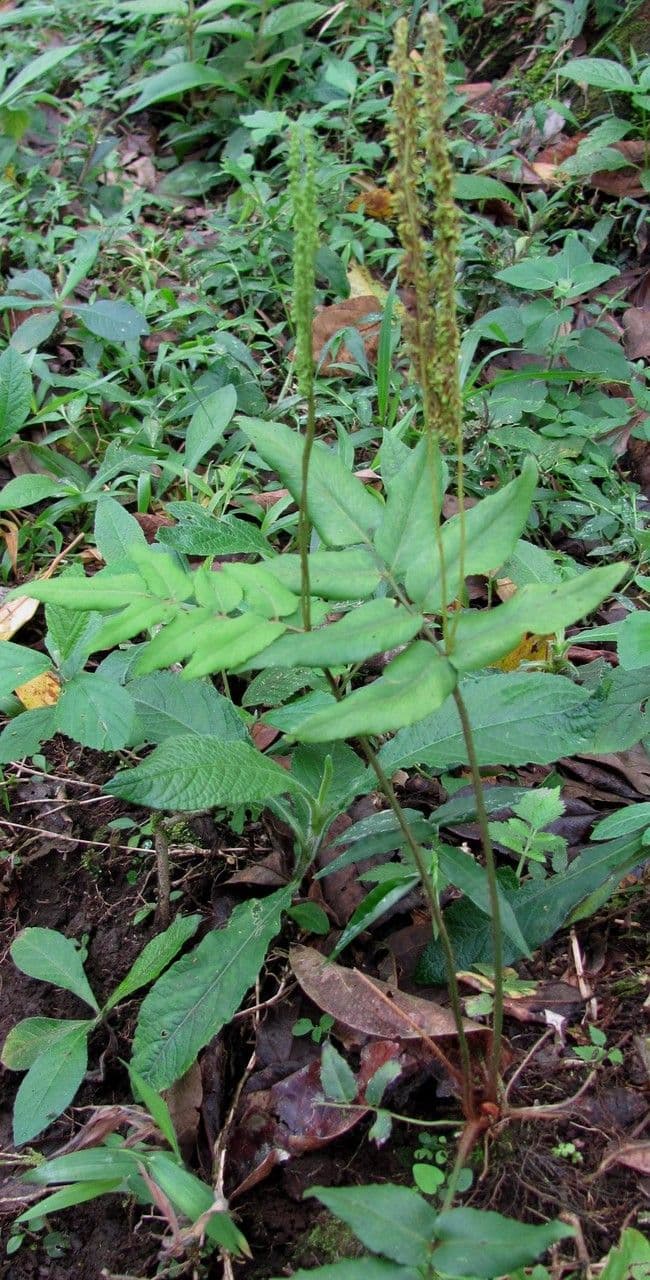 Anemia phyllitidis 5