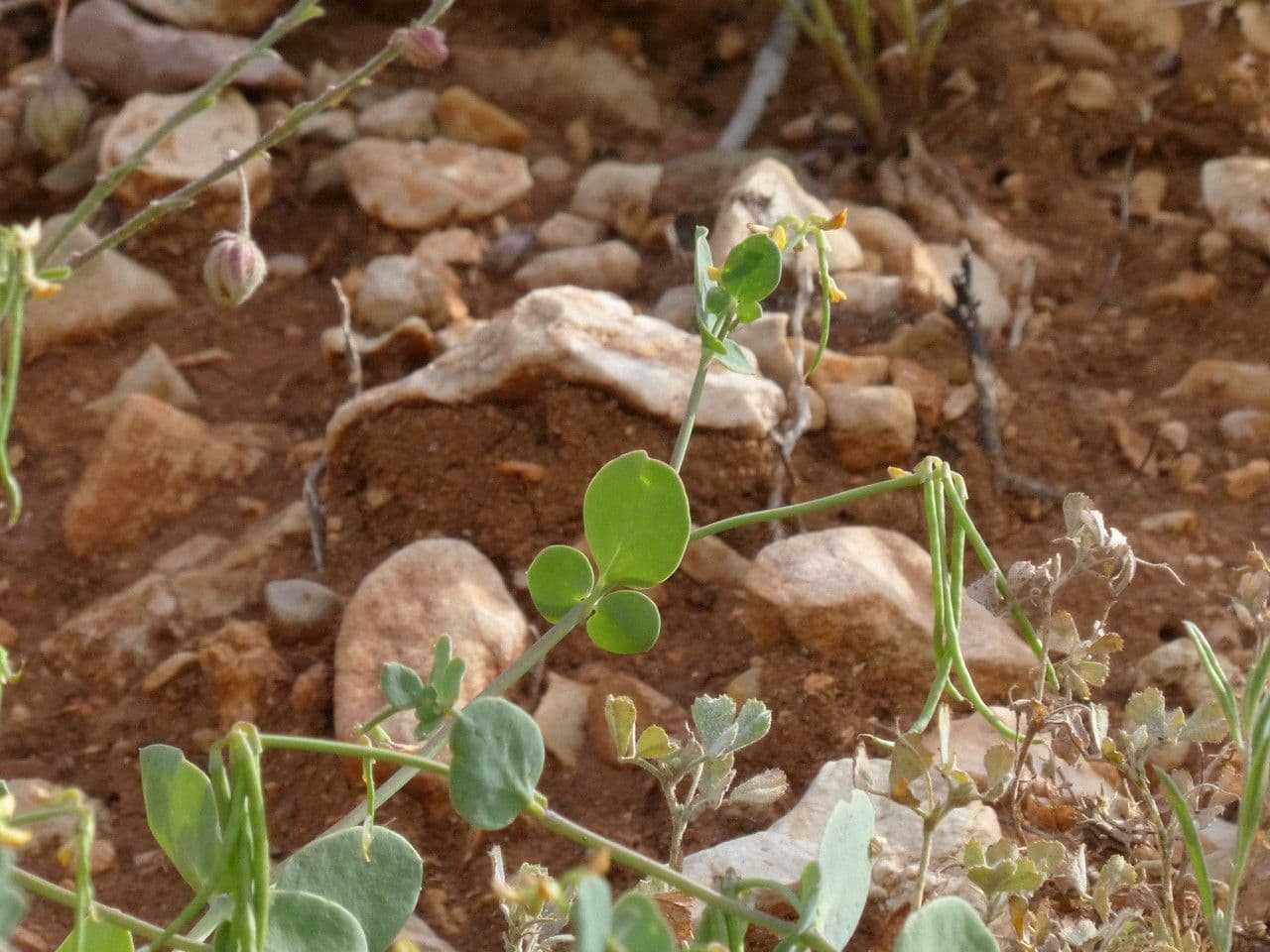 Alacranera 13