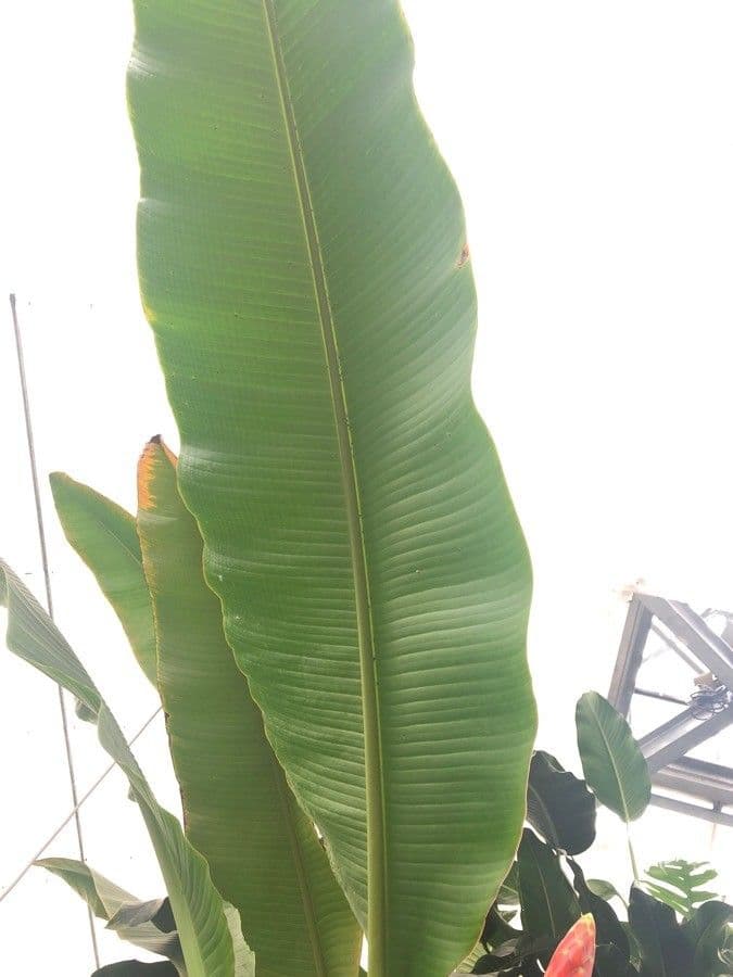 Banane 6