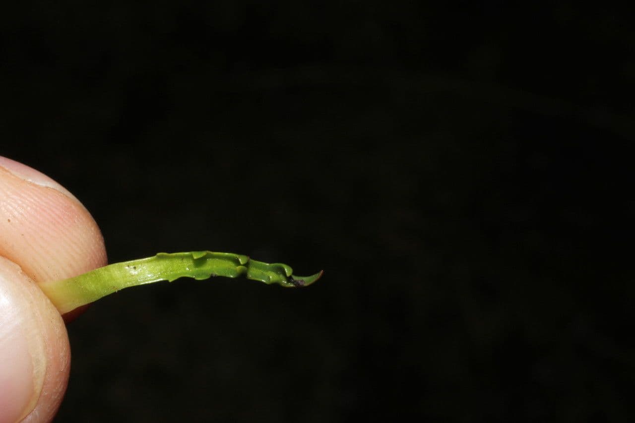 Cat's-ear 11