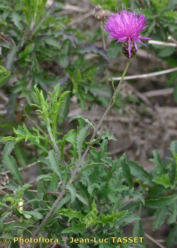 Cheirolophus 25