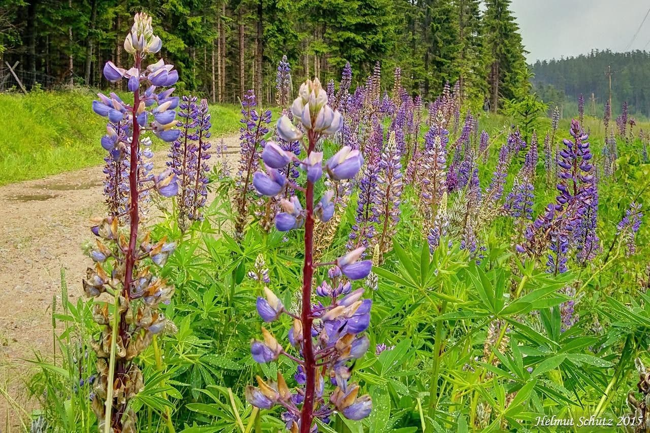 Stauden-Lupine 16