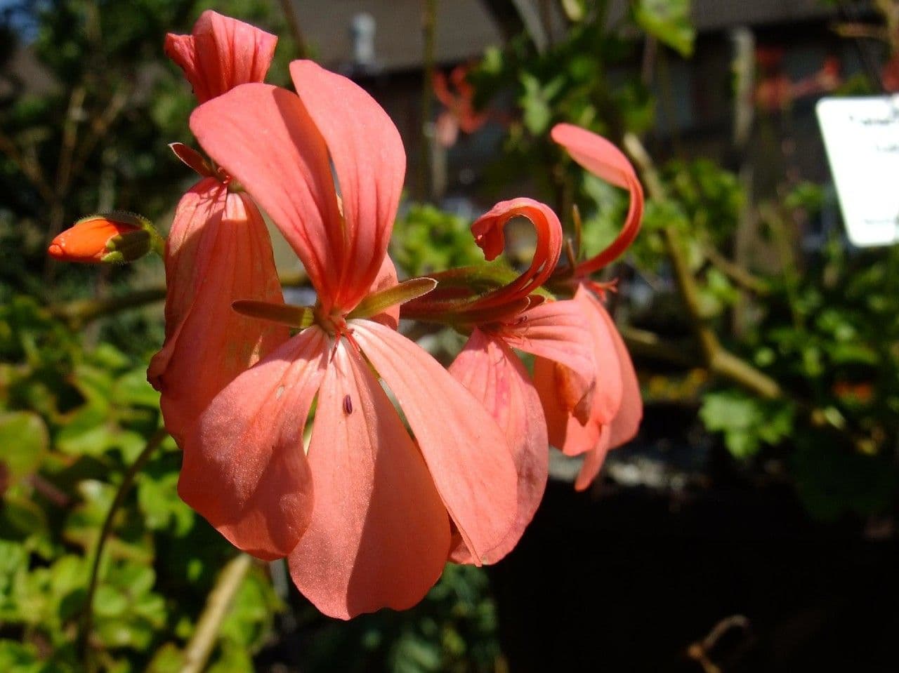 Géranium écarlate 5