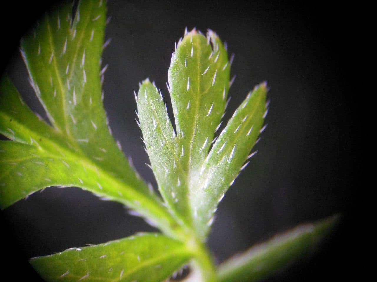 Lappola nodosa 17