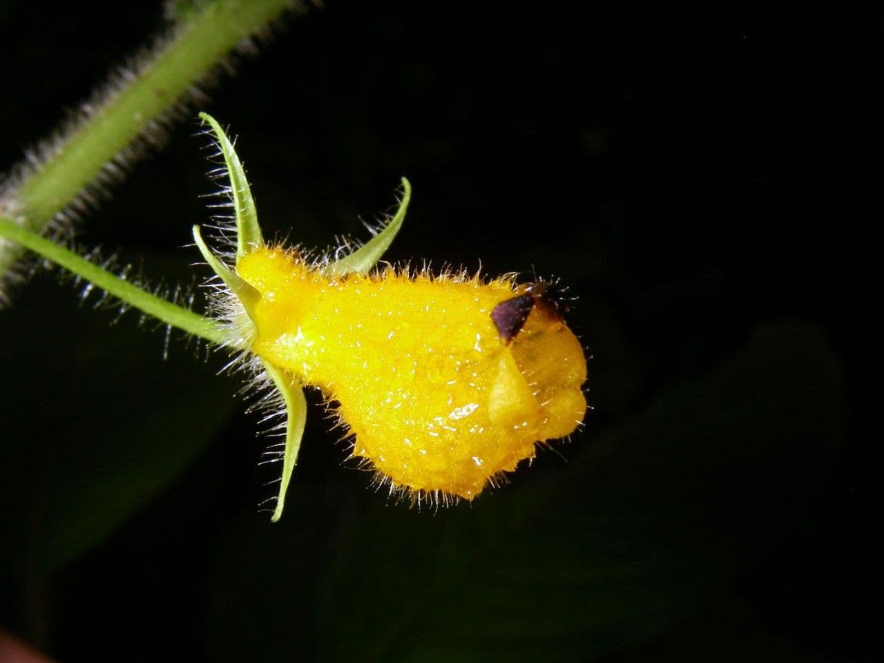 Besleria 3