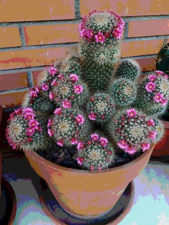 Mammillaria 8