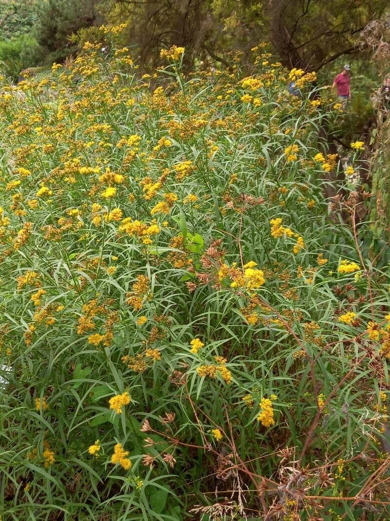 Euthamia graminifolia 13