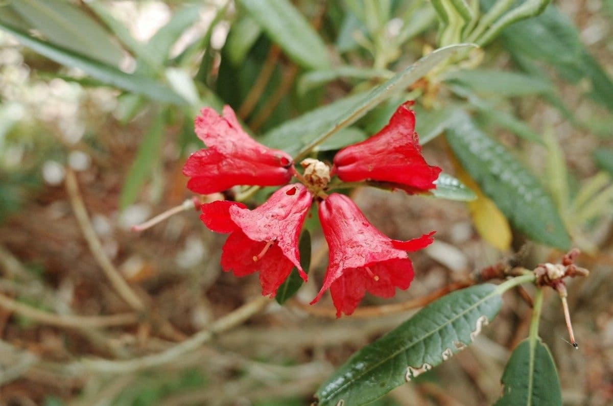 Rododendron stromovit
 6
