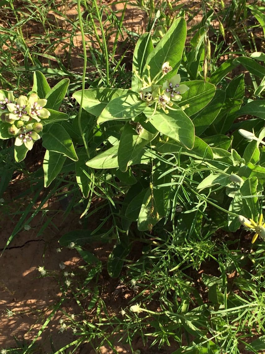 Asclepias viridis 11